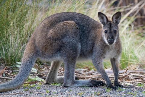 Sapphire Coast Day Tour