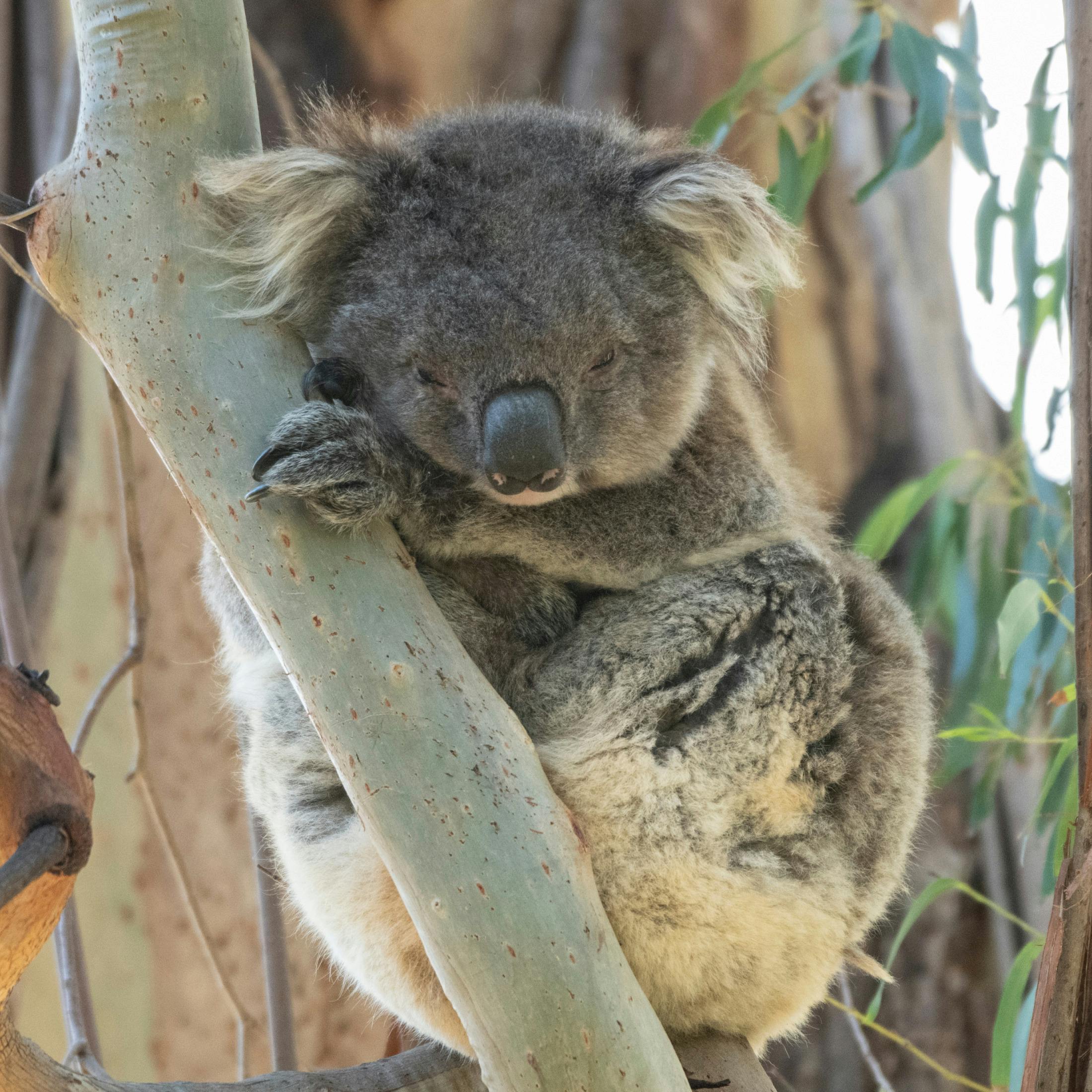 Koala Mallacoota
