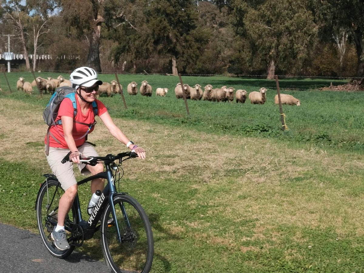 Cycling past sheep on the Central West Cycle Route.