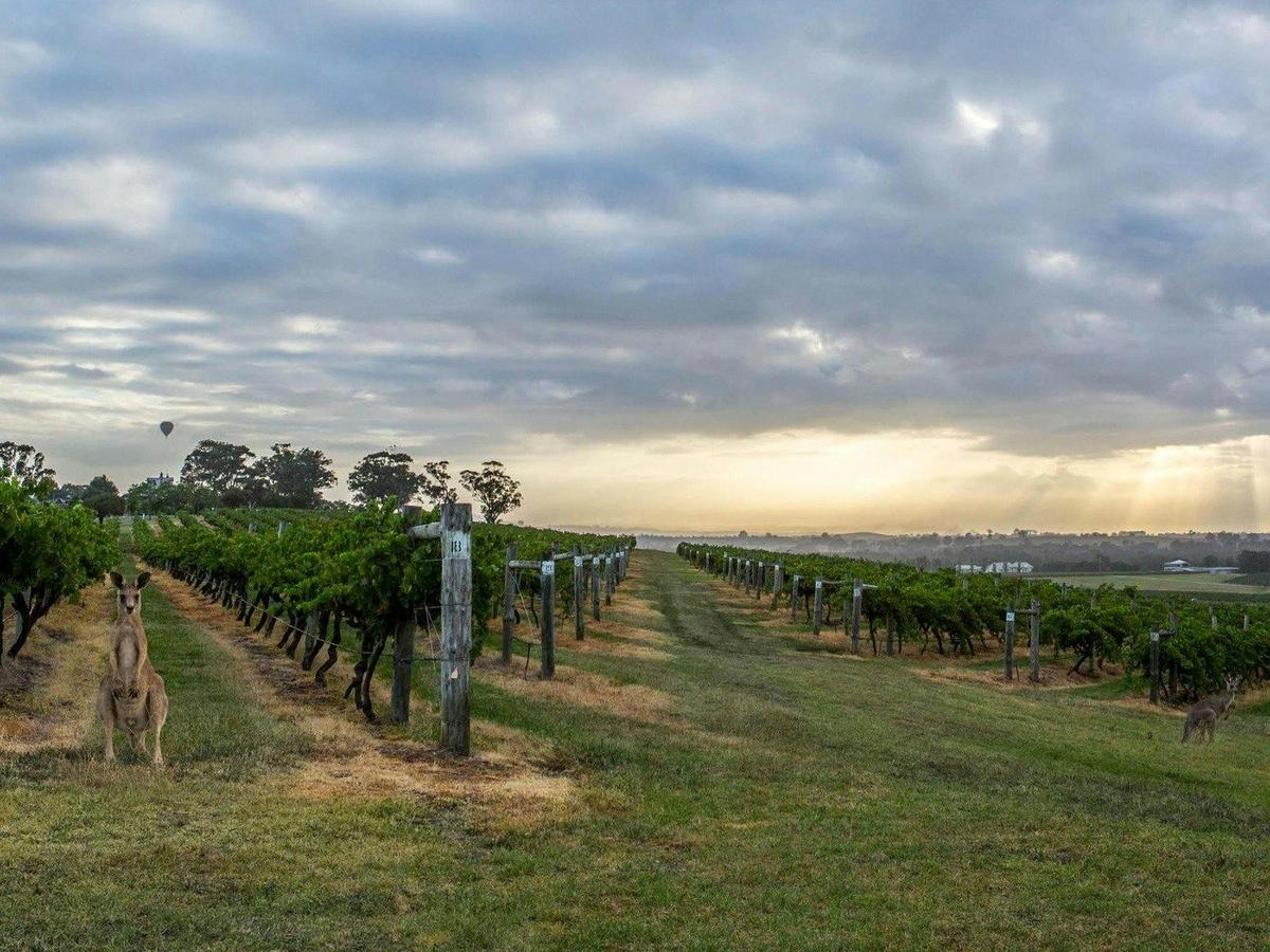 Cycle along the Hunter Valley's classic vineyard landscapes and meet kangaroos.