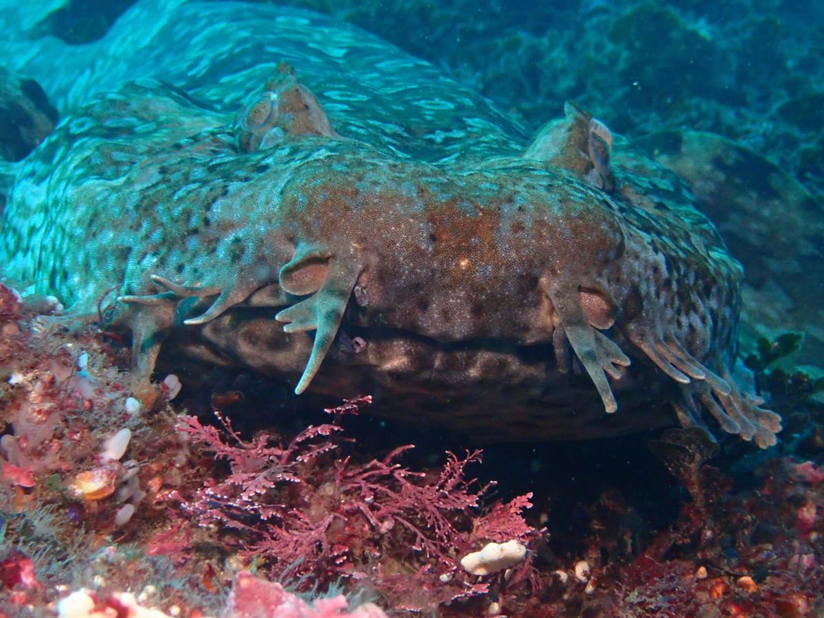 Wobbegong Shark