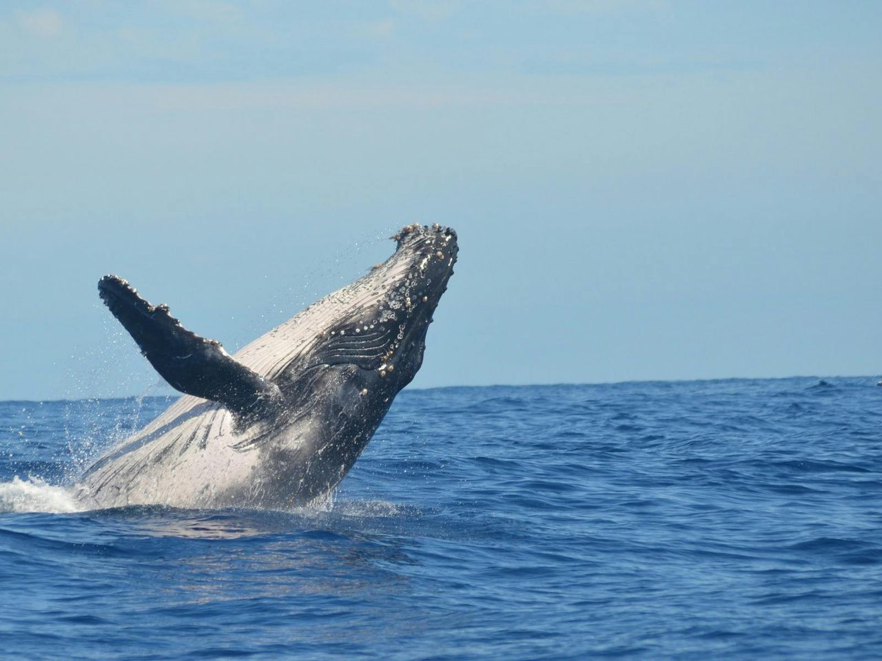 See the humpback whales during their annual migration