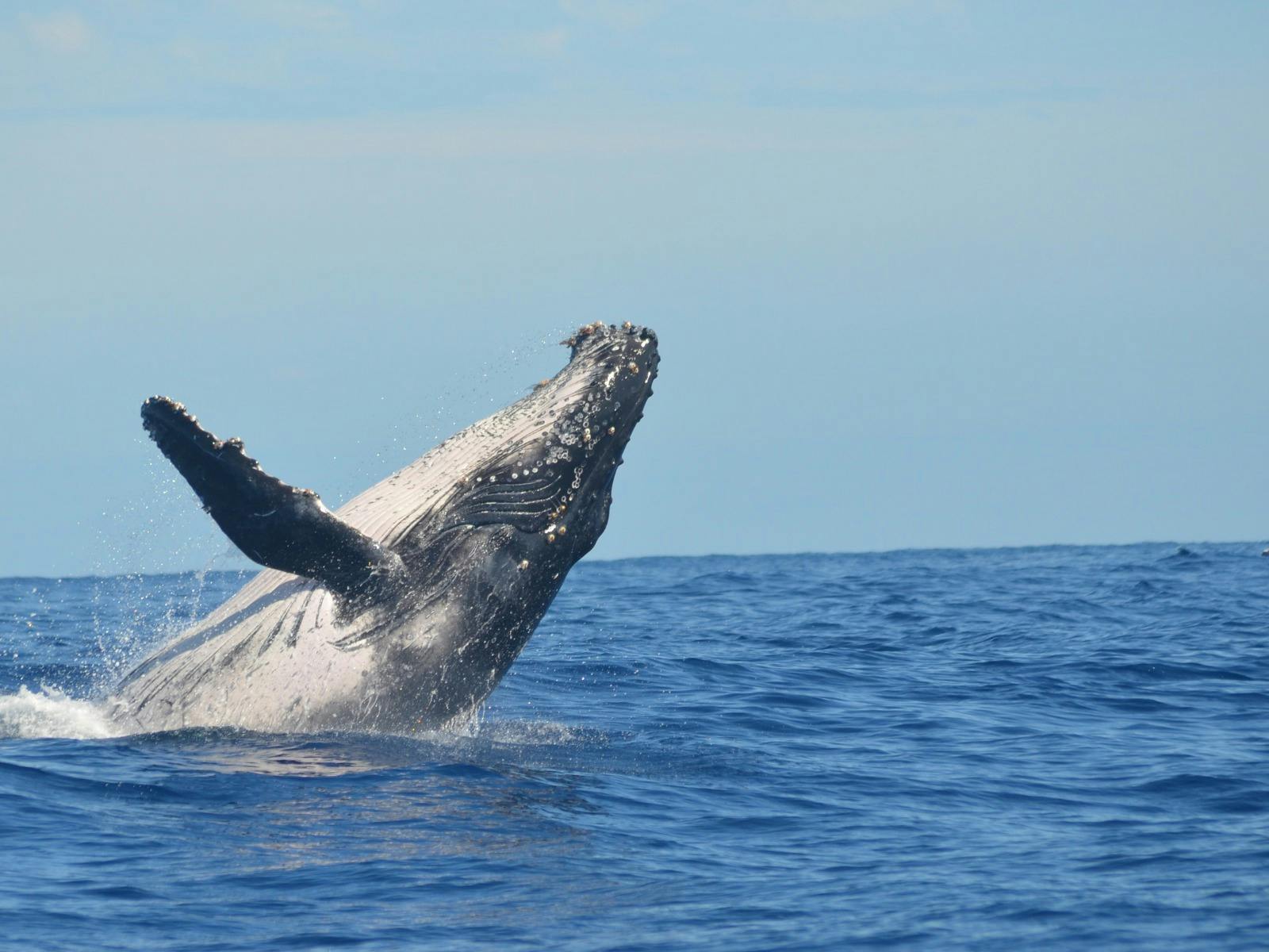 See the humpback whales during their annual migration