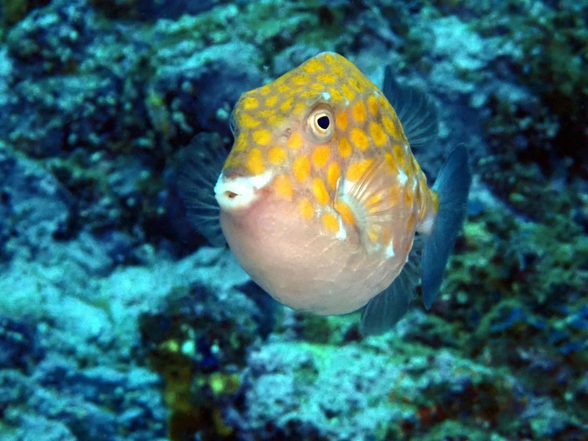 Yellow Box Fish