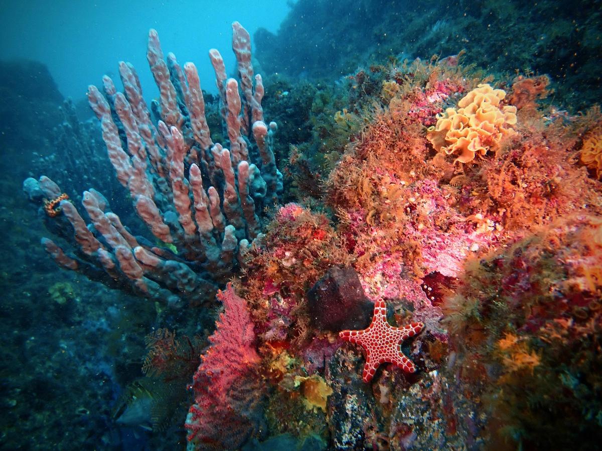 Colourful reef in the Batemans Marine Park