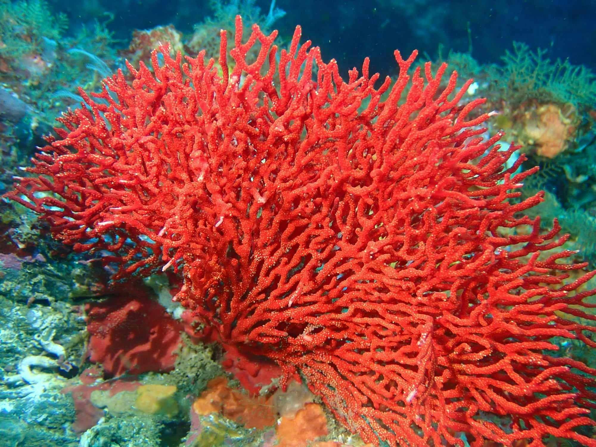 Underwater coral
