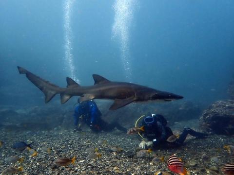 Grey Nurse encounters