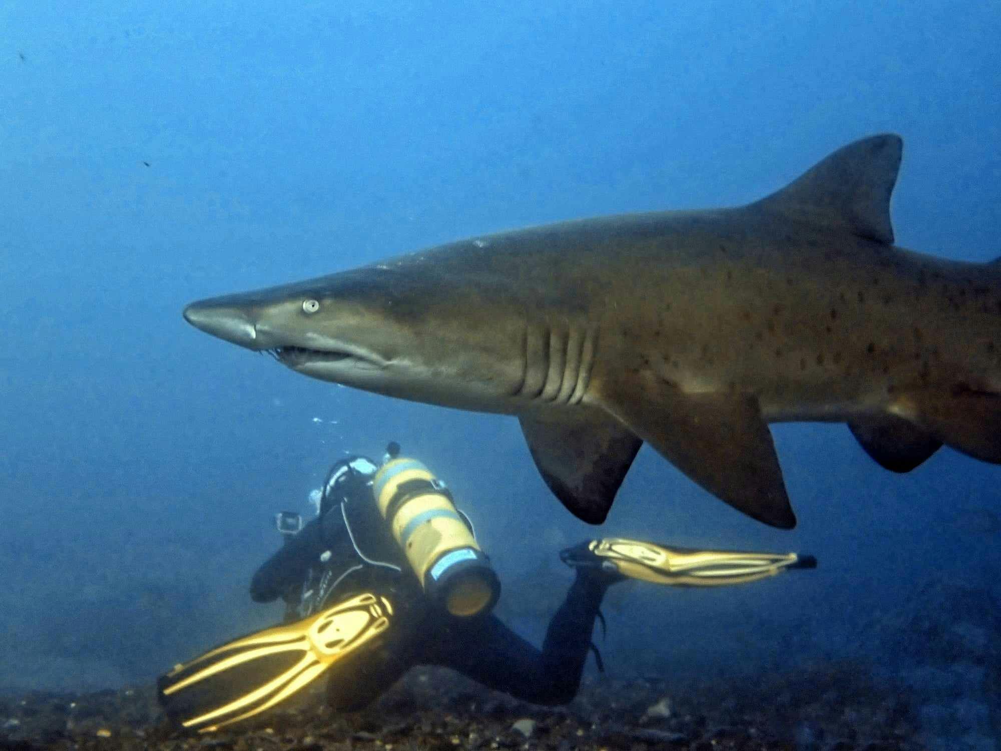 Scuba Dive with sharks