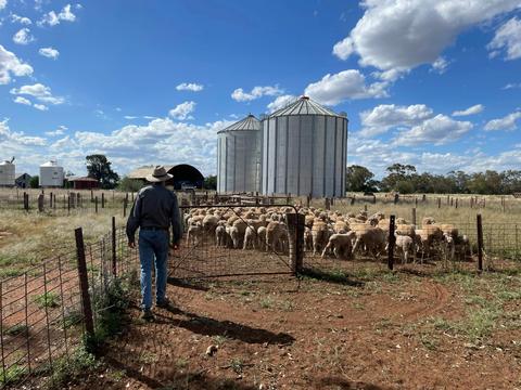 Callubri Station Sheep