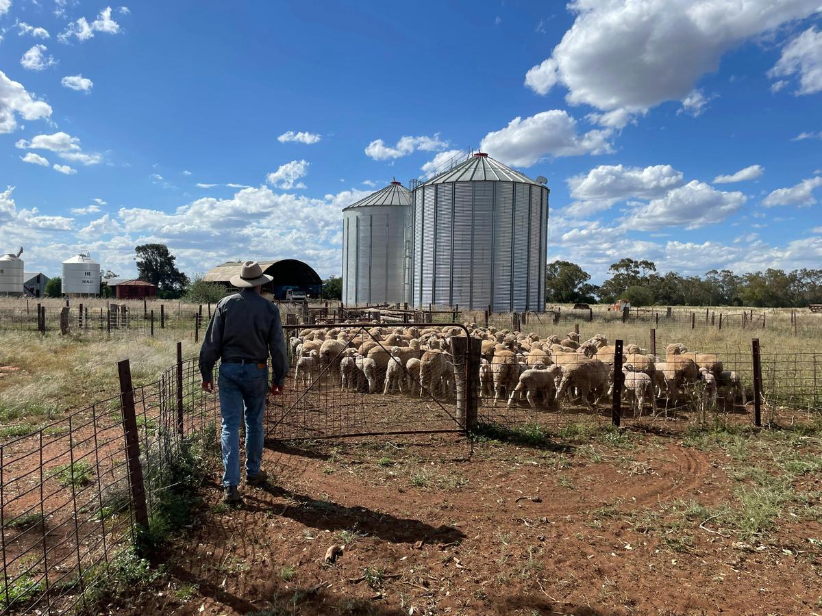 Callubri Station Sheep