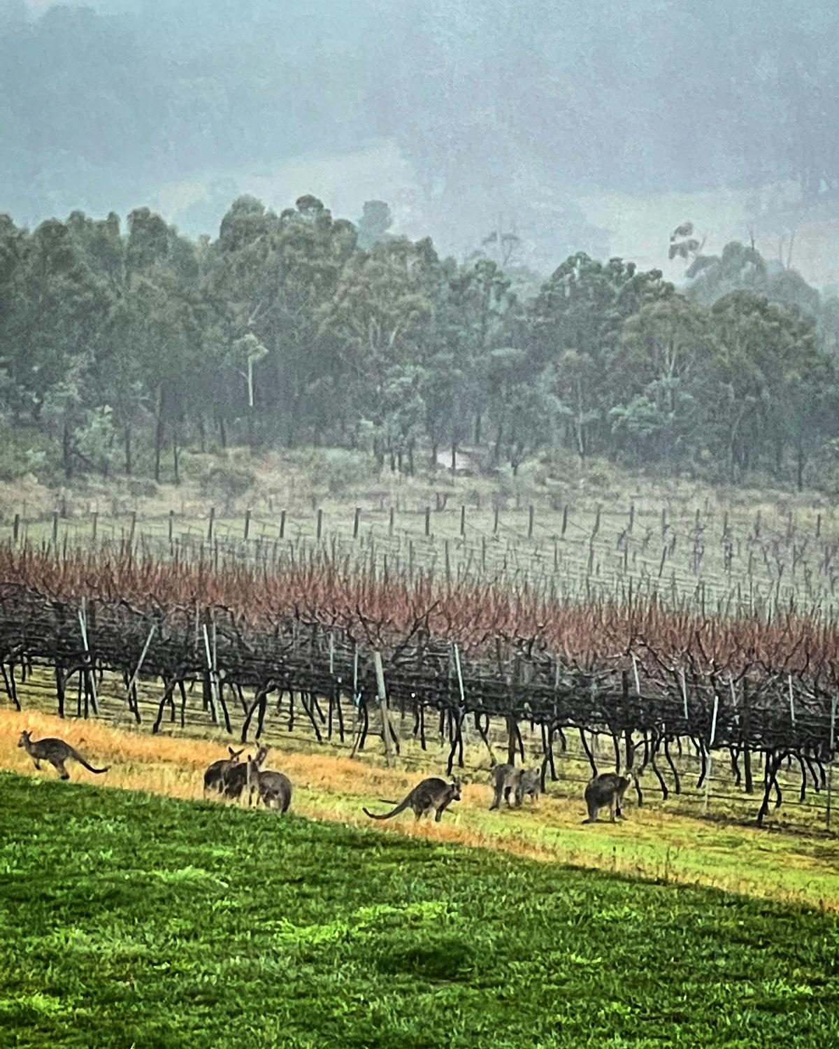 Orchard Kangaroos