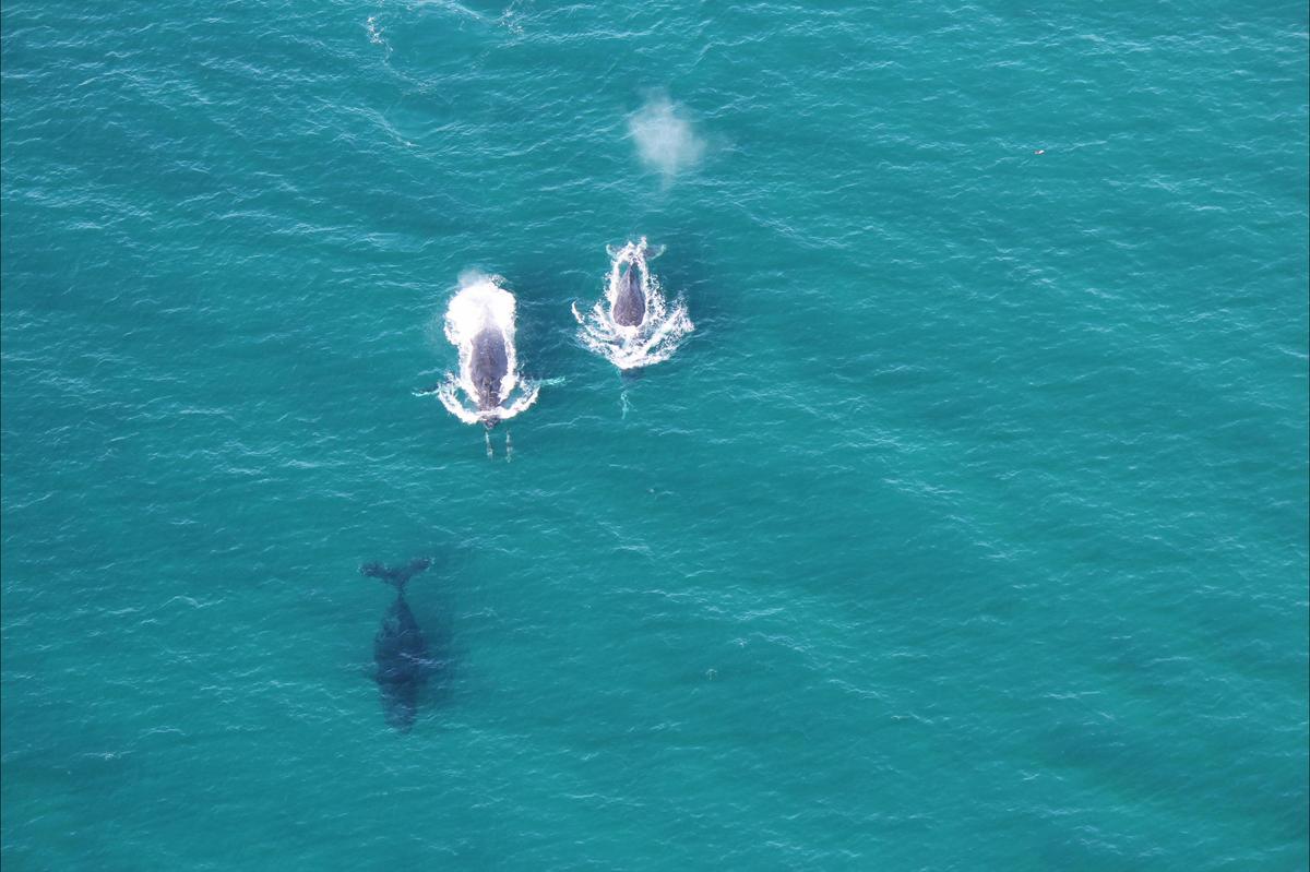 Whale Season 1
