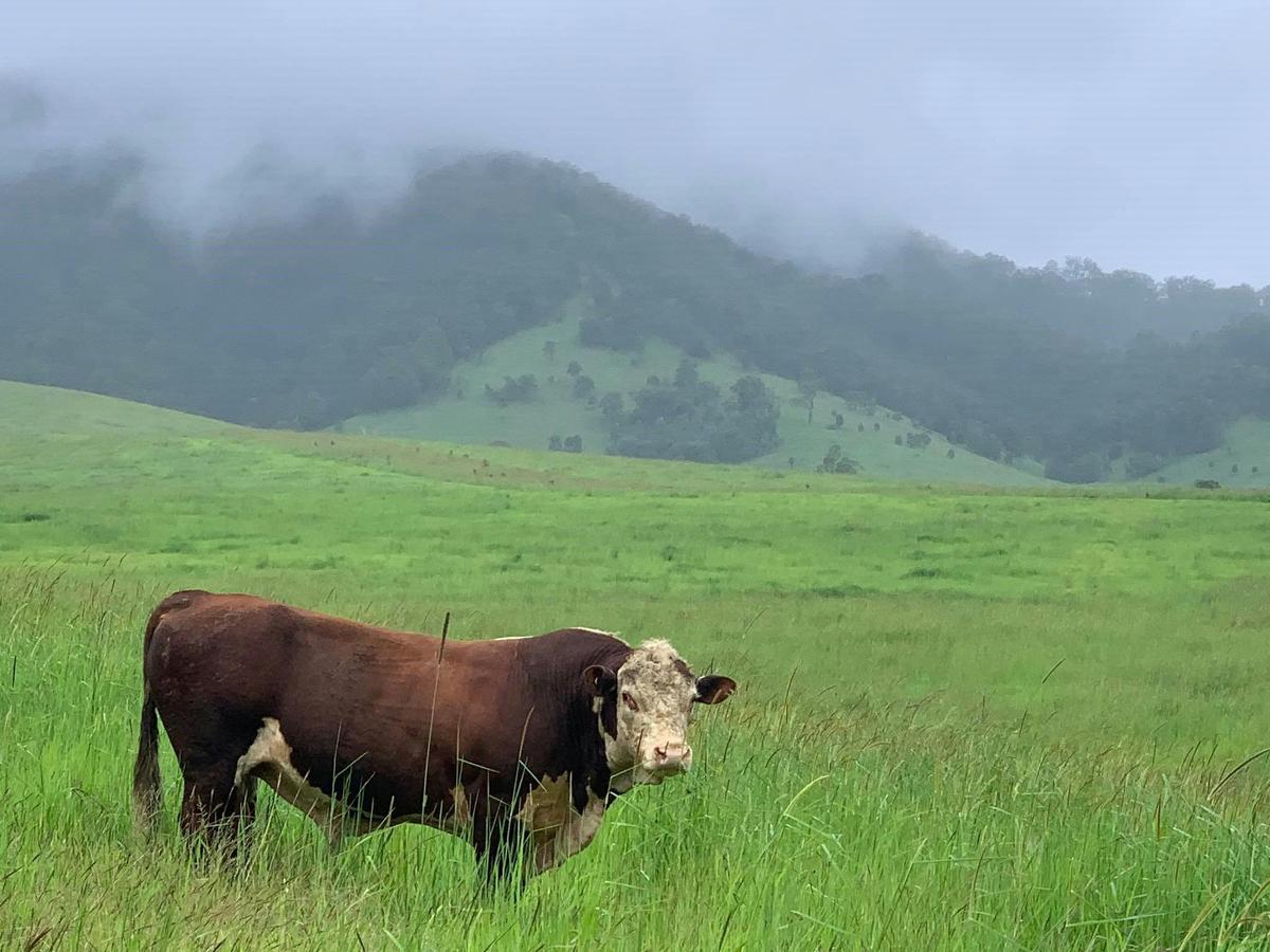 Cows along the road