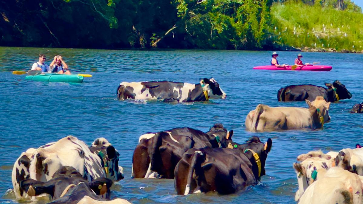 Look at the cows crossing the river with Bellingen Canoe Adventures