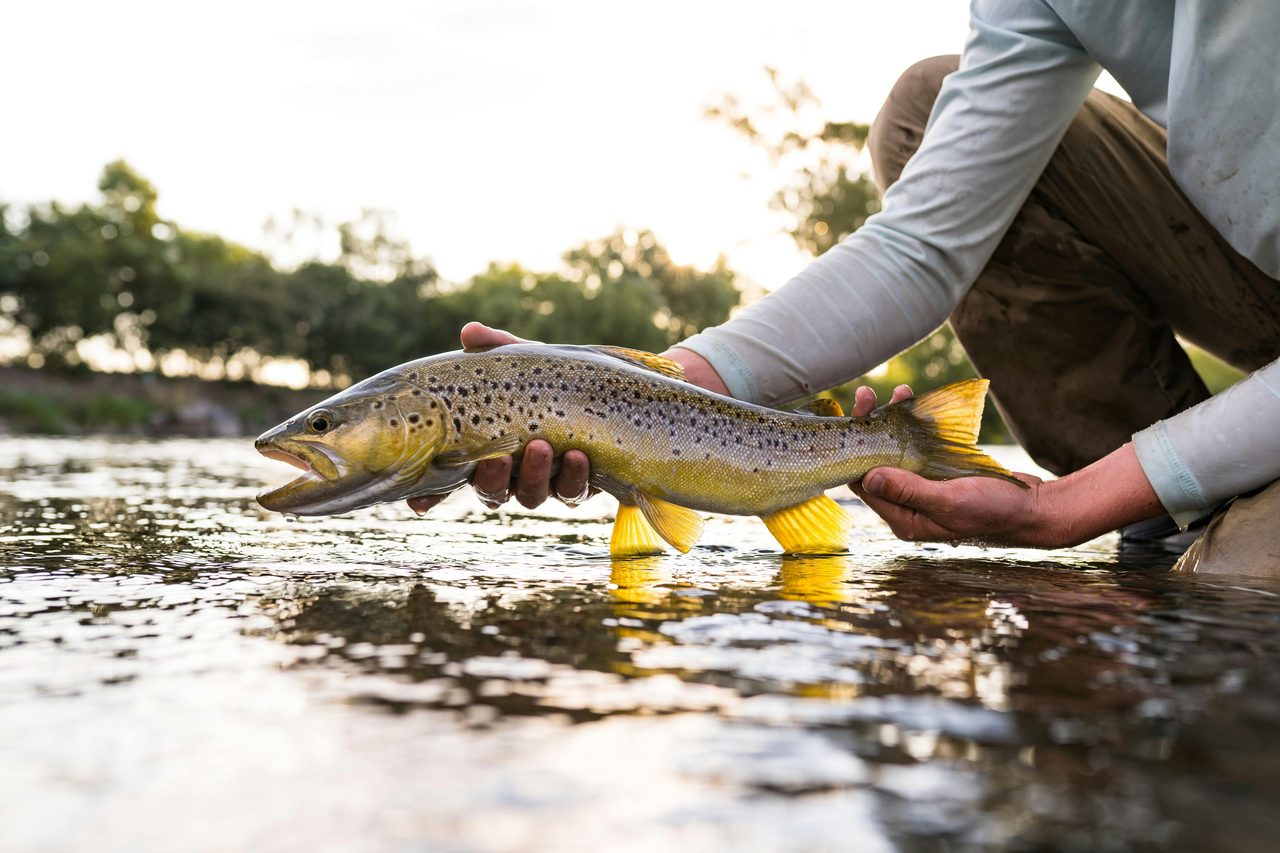 Trout