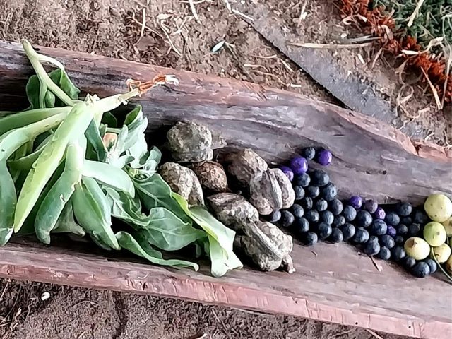 Australian Bushfood Education Centre