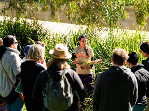 Weed Walk and Bushfood Talks