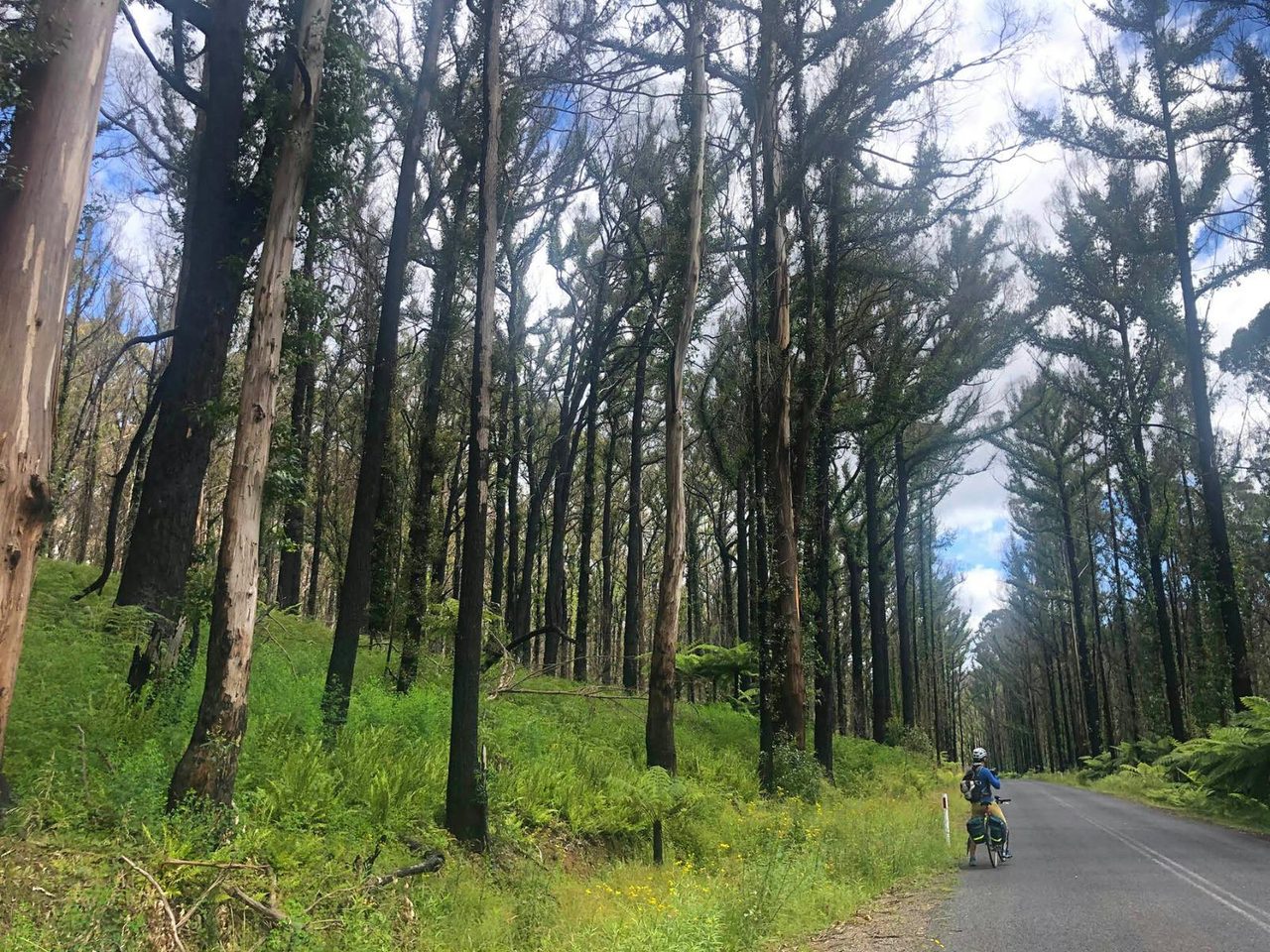 Cyclist pedalling past the burnt out forest on Myrtle Mountain Road.