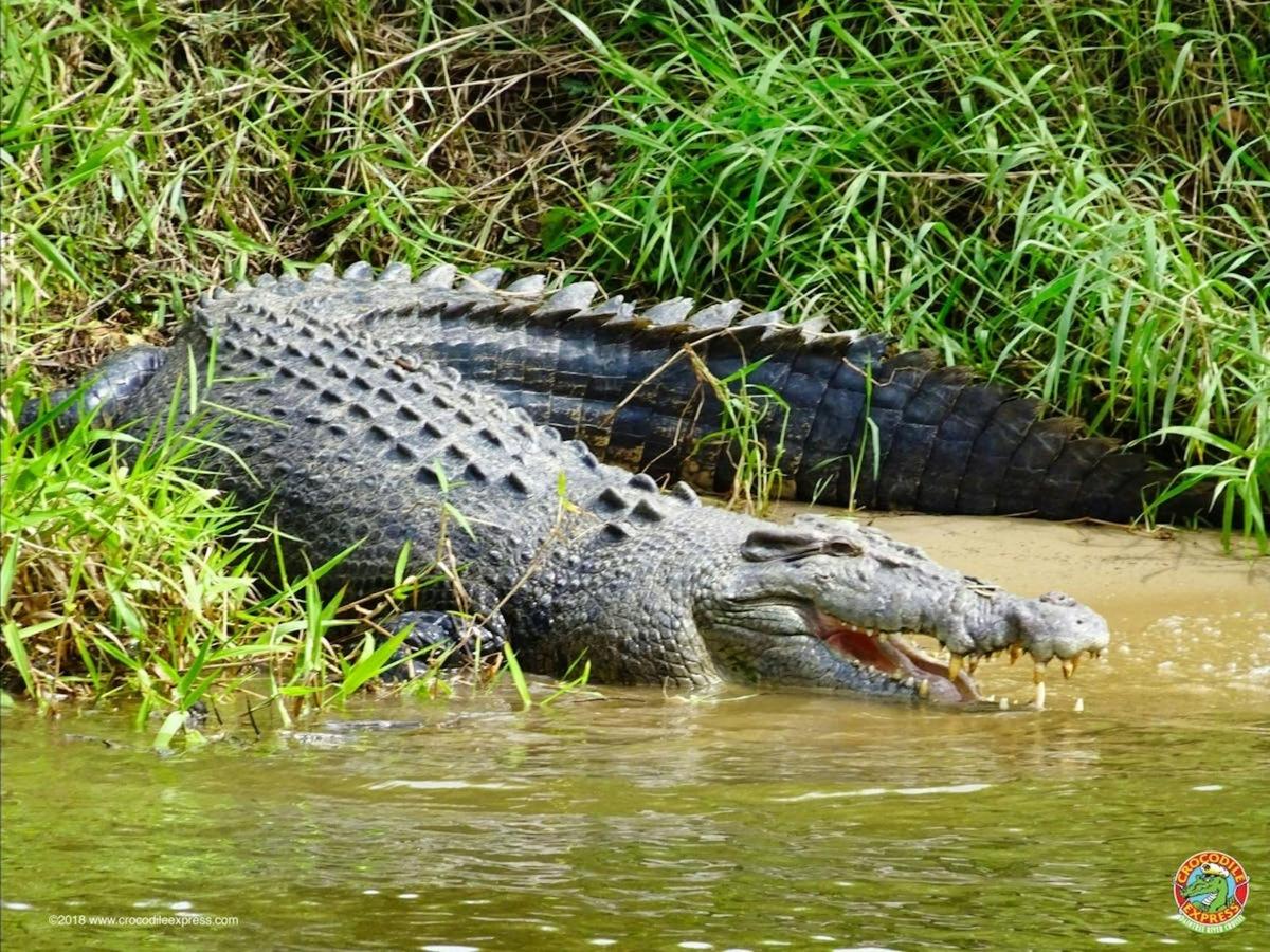 Crocodile