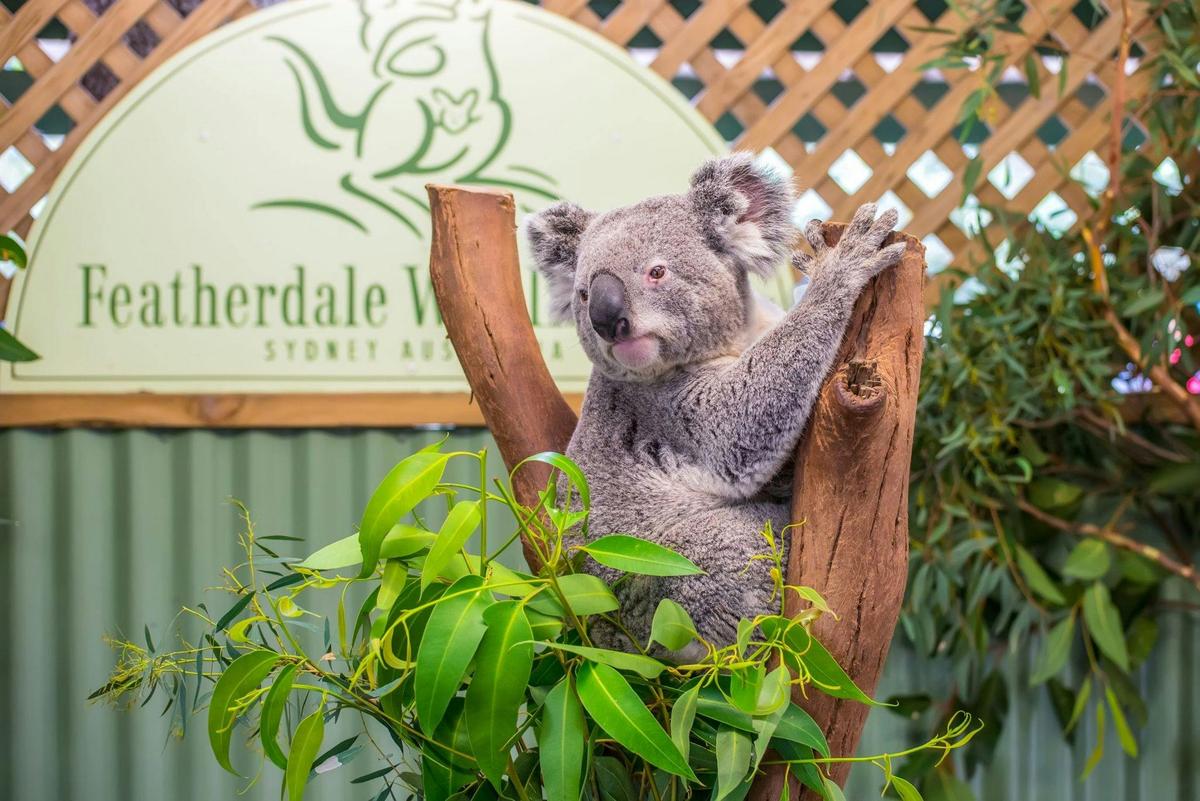 Koala enclosure at Featherdale Wildlife Park