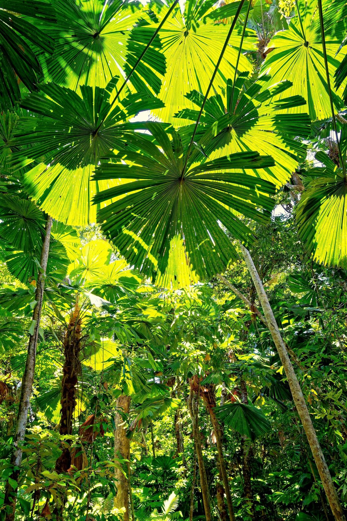 Private Daintree Wanderer