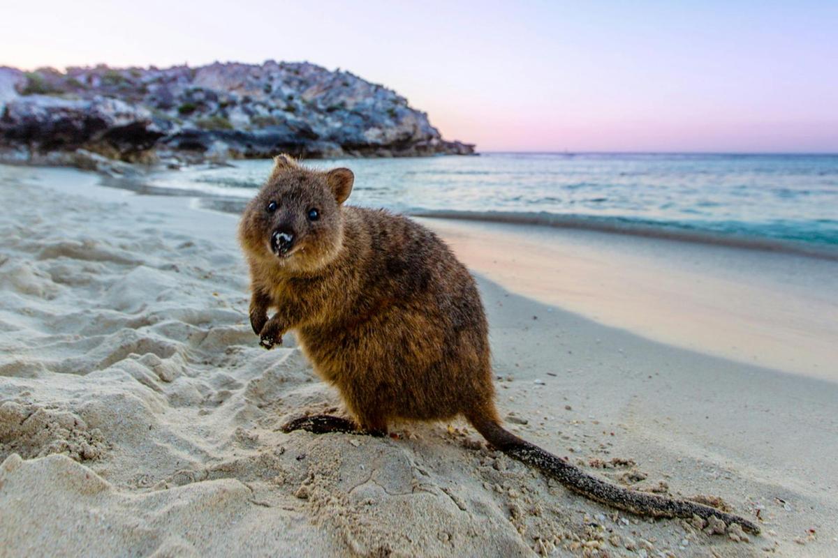 Quokka on Rottnest