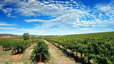 Barossa Vineyard