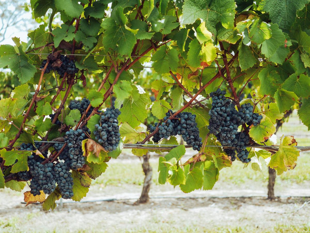 Private Hunter Valley