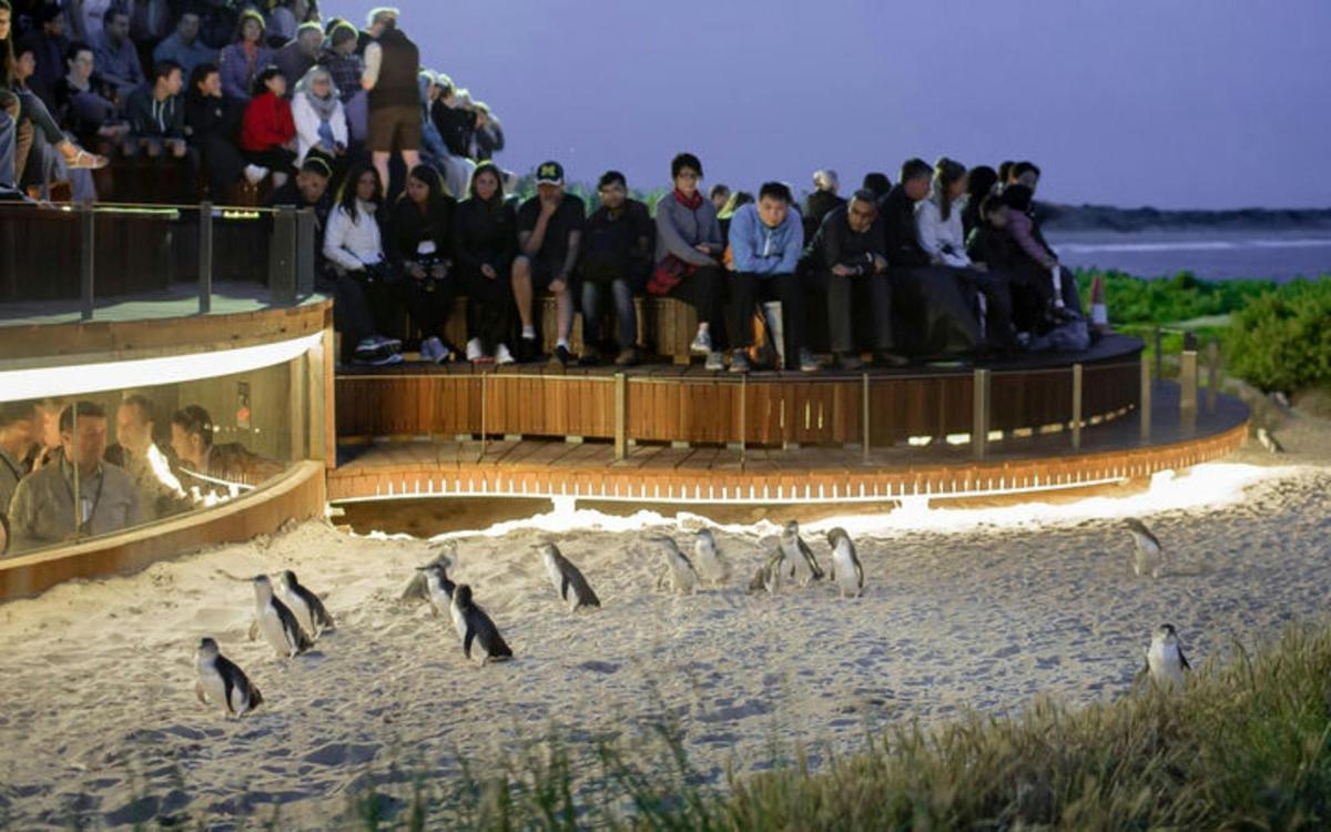 Penguins Plus Viewing Platform