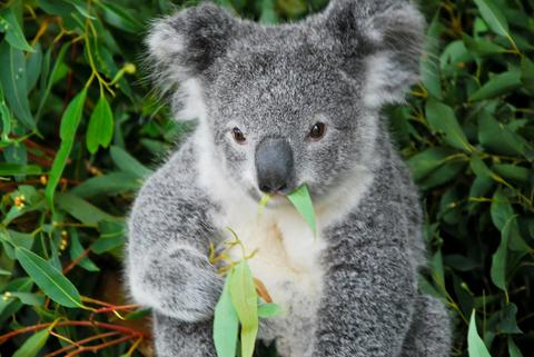 Iconic Koala