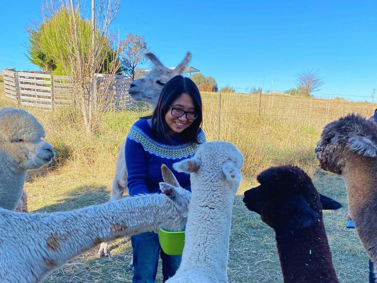 Alpaca Hand Feeding Tour