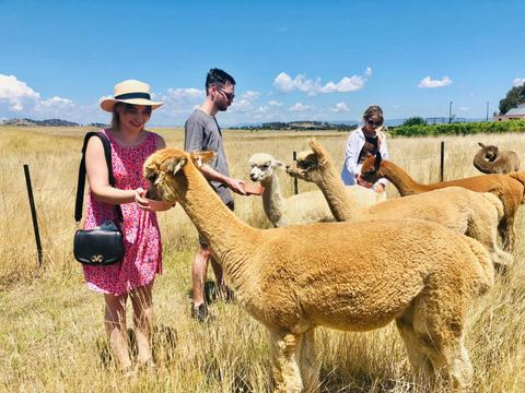 Blackwattle Alpaca - Farm Tours
