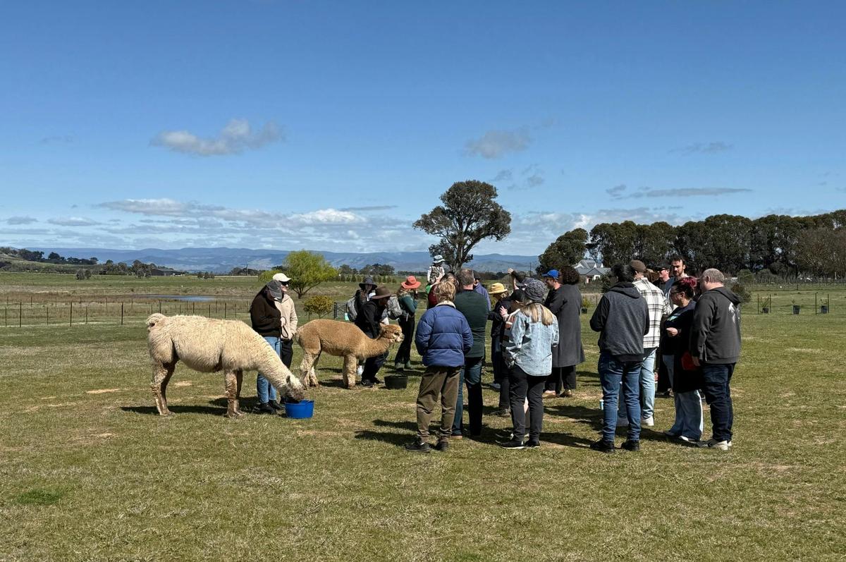 Alpaca Connection Tour