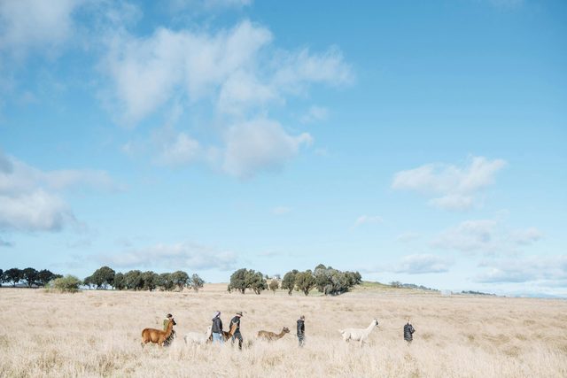 Blackwattle Alpaca - Farm Tours