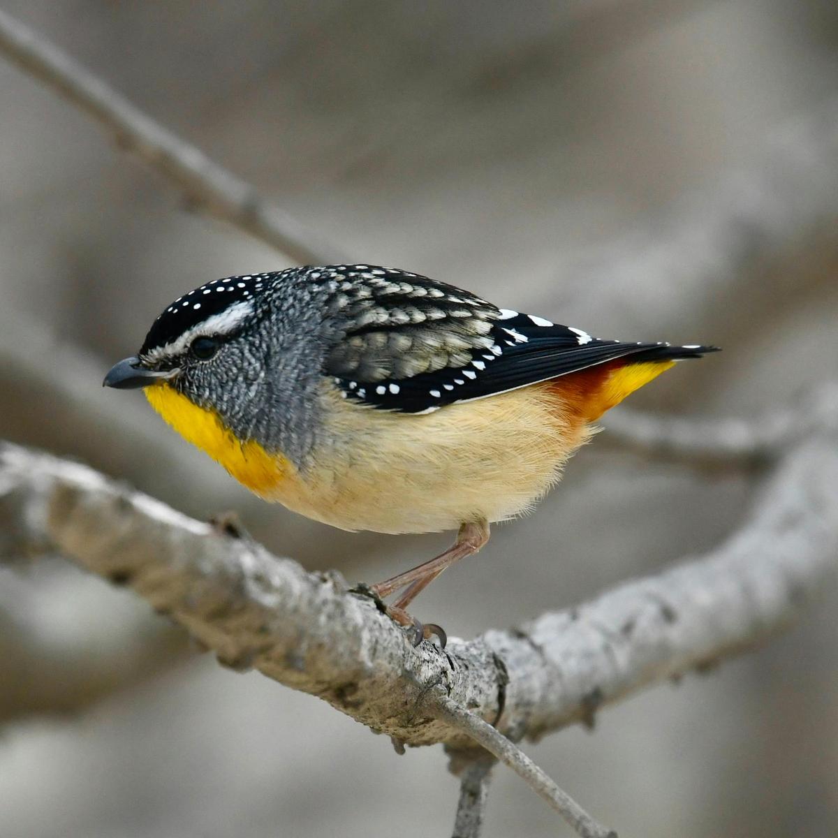 Spotted Pardalote