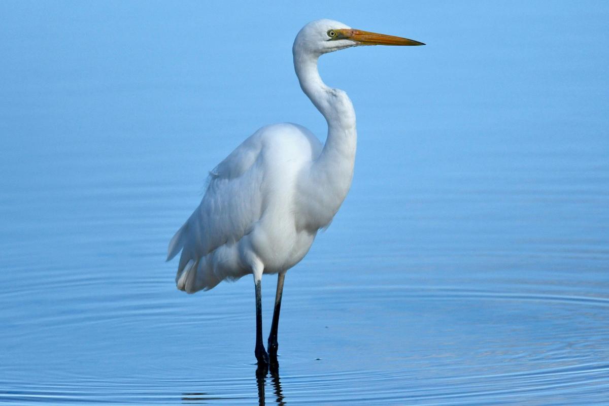 Eastern Great Egret