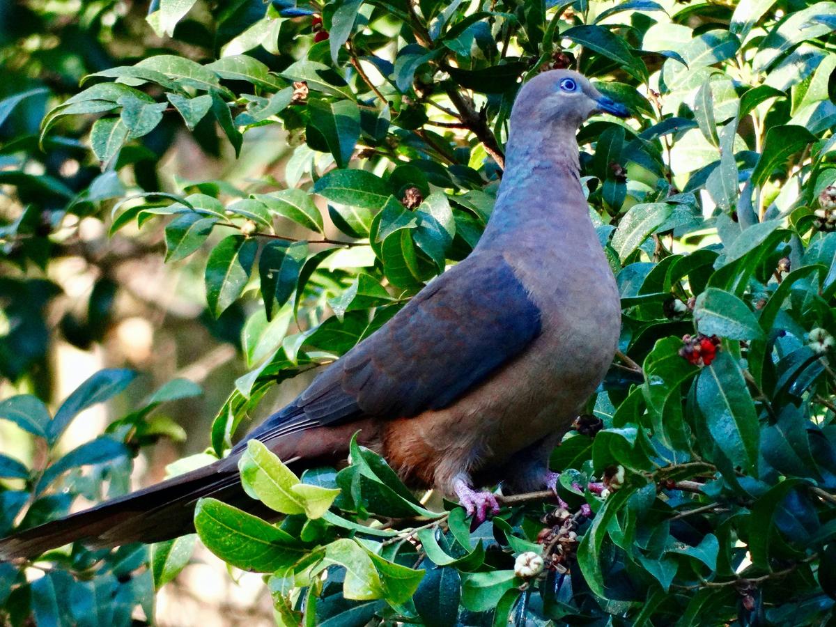 Brown Cuckoo -Dove