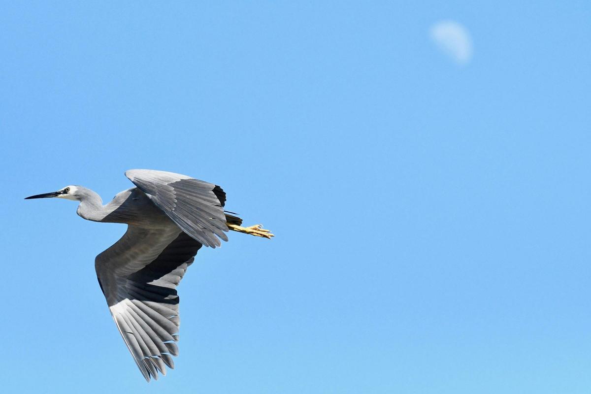 White-faced Heron