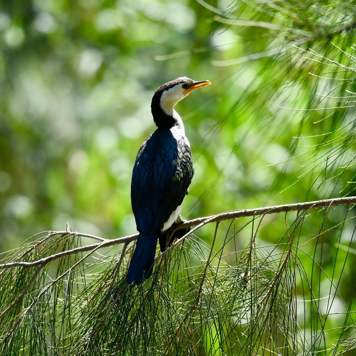 Little Pied Cormorant
