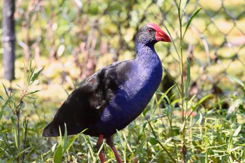 Australian Swamphen