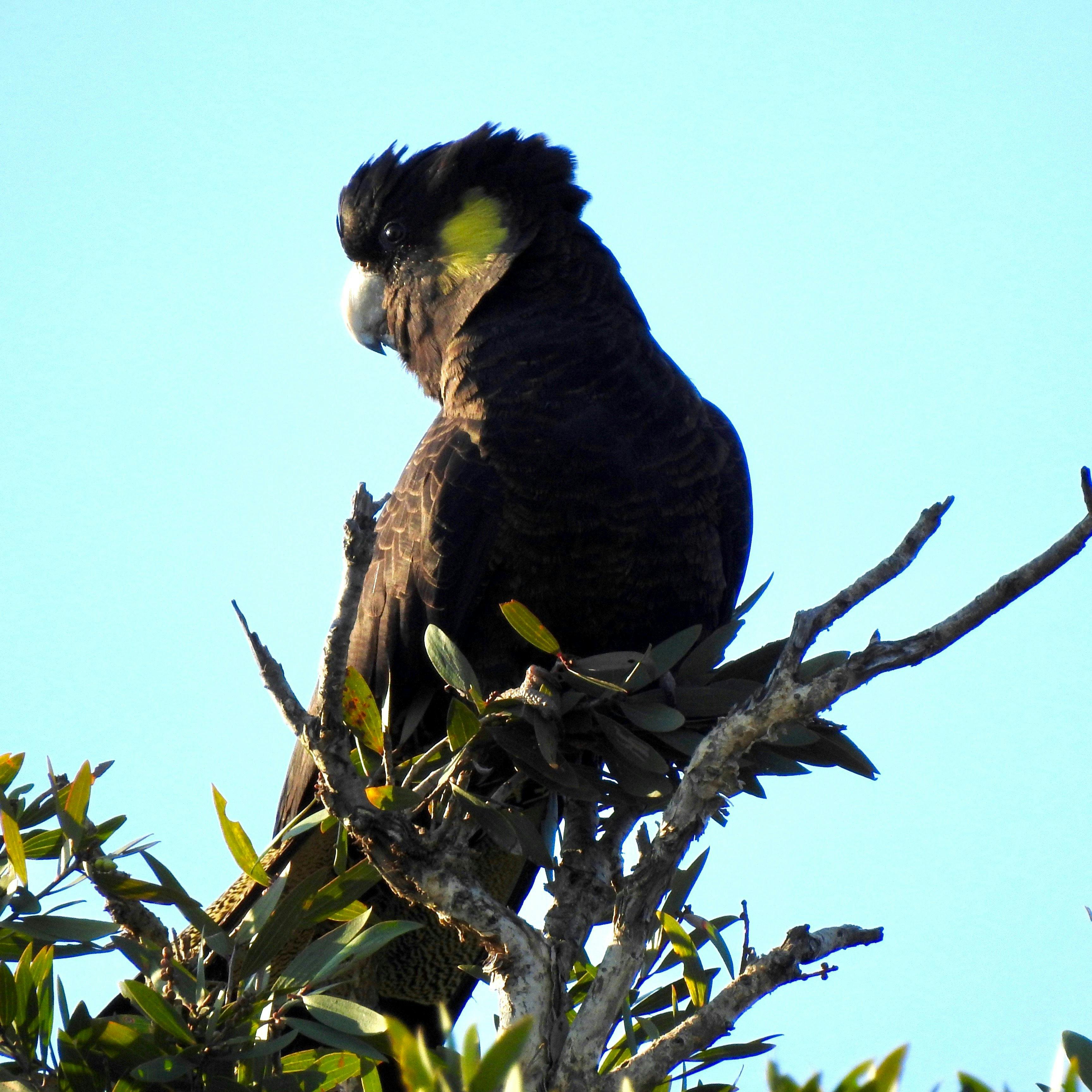 Yellow-tailed Black Cockatoo