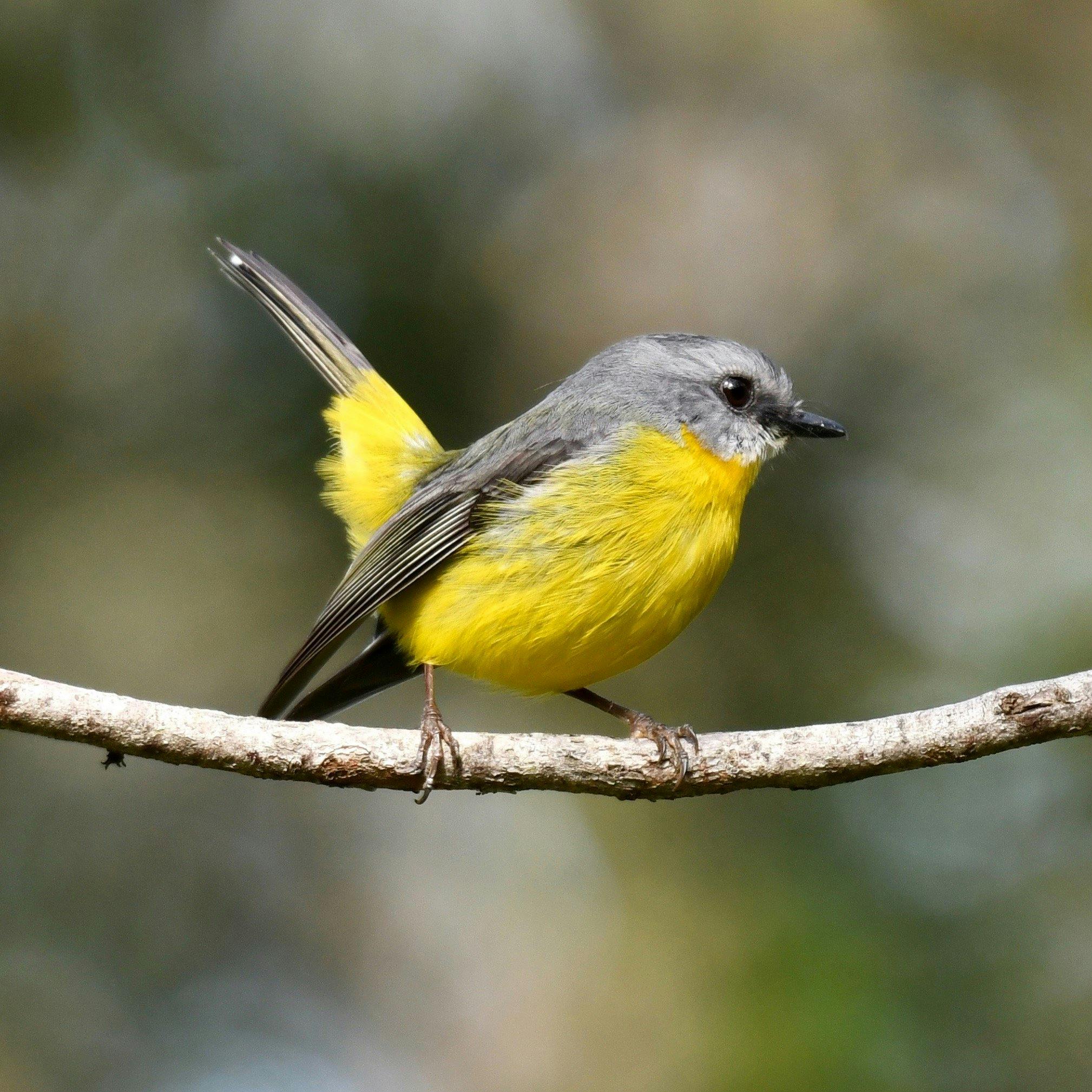 Eastern Yellow Robin