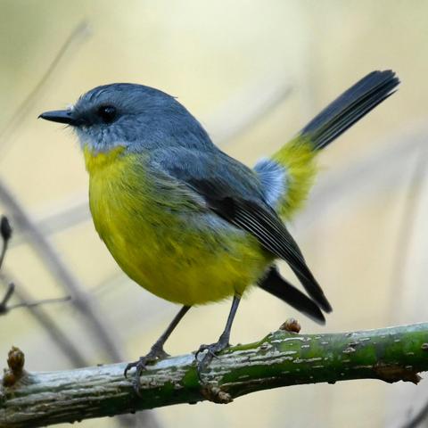 Eastern Yellow Robin