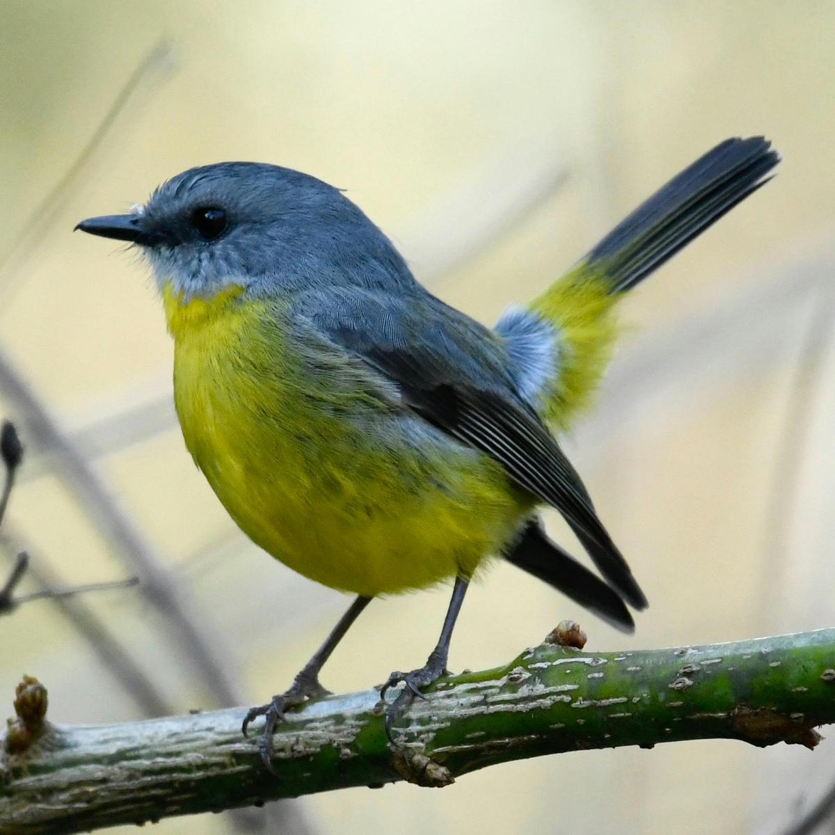 Eastern Yellow Robin