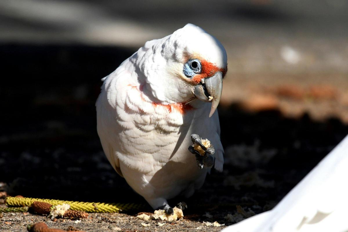 Long-billed Corella