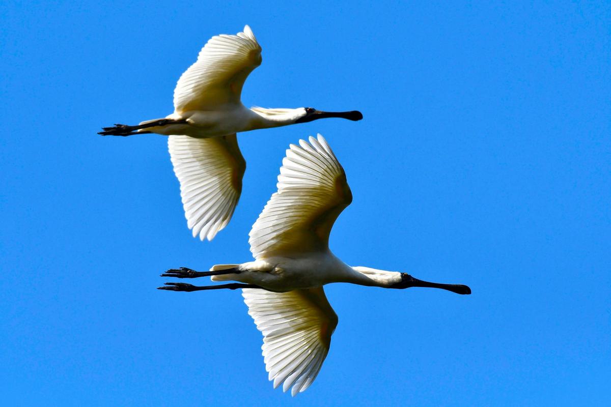 Royal spoonbill