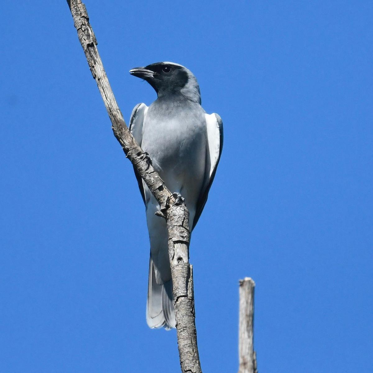 Black-faced Cuckoo Shrike