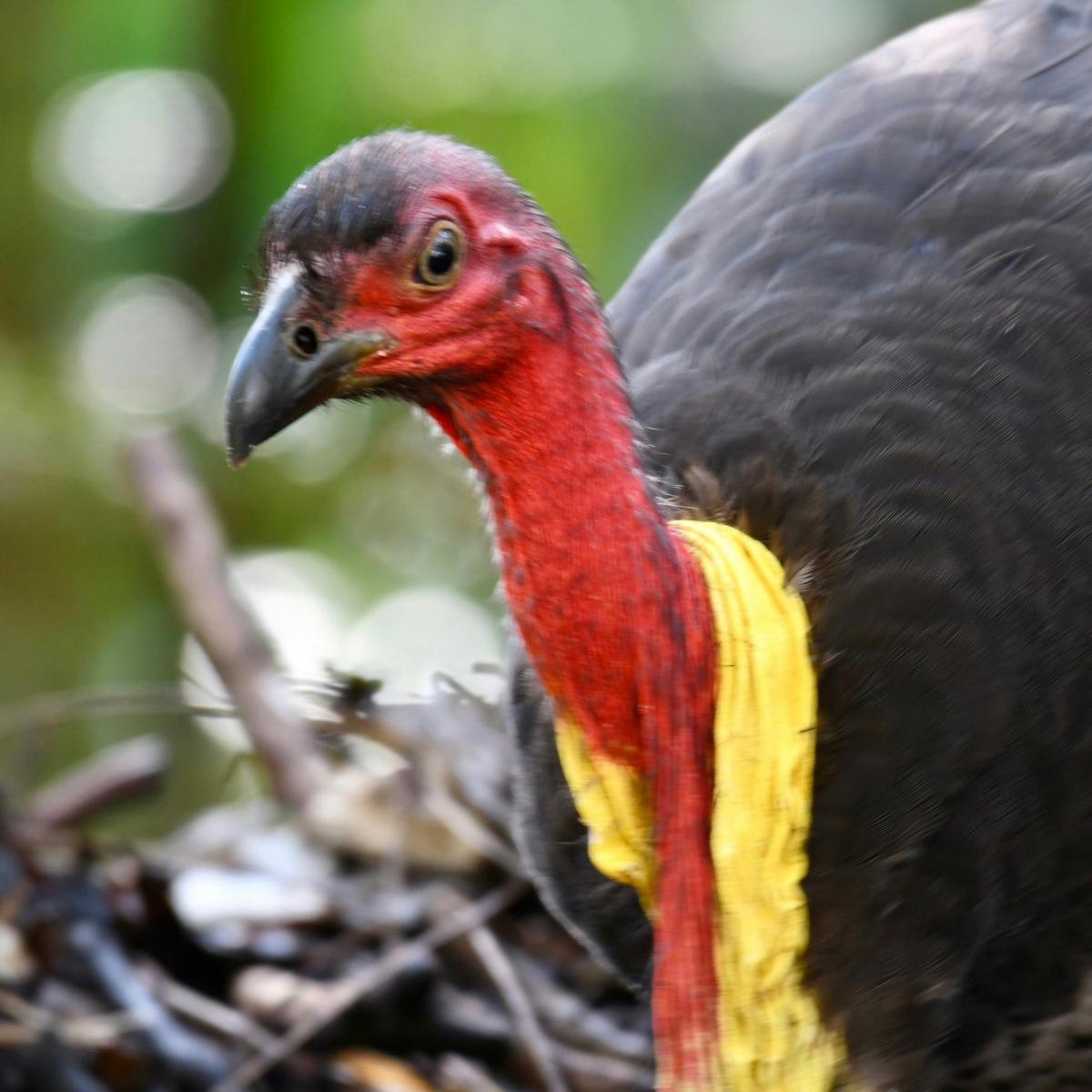 Australian Brushturkey