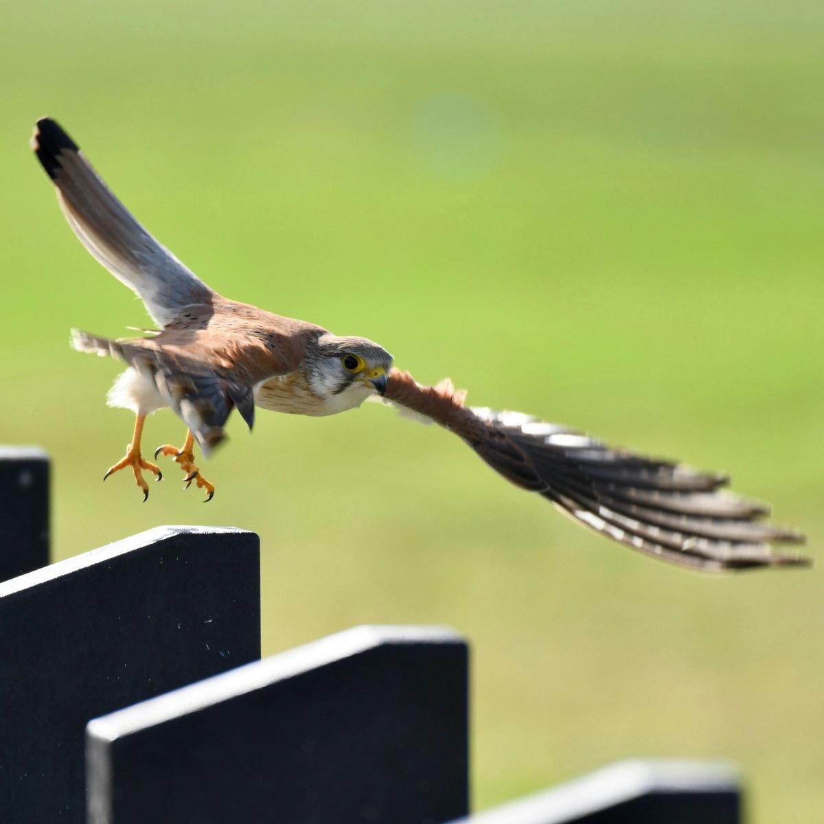 Nankeen Kestrel