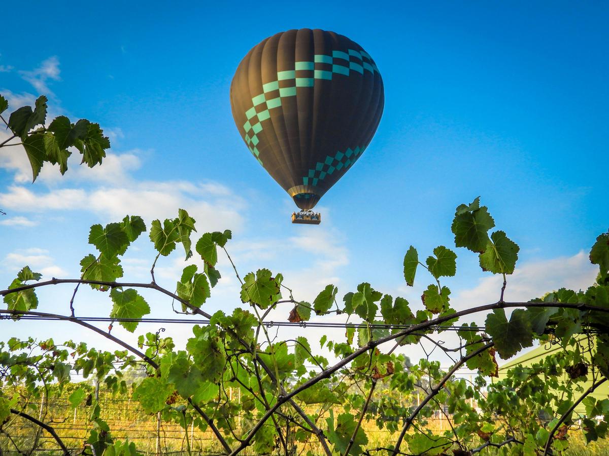 Hunter Valley Vines